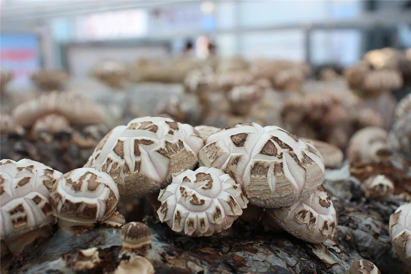 �����l��֮׃��һ�乽���A�����`�š�